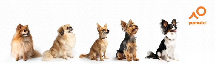 MAŁY PIES do 12 KG - LEKKA WYGODNA SMYCZ AUTOMATYCZNA dla PSA ZWIJANA TAŚMA