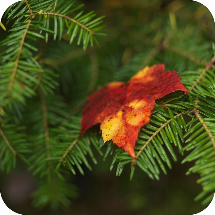 FLOROVIT NAWÓZ JESIENNY DO IGLAKÓW 4KG