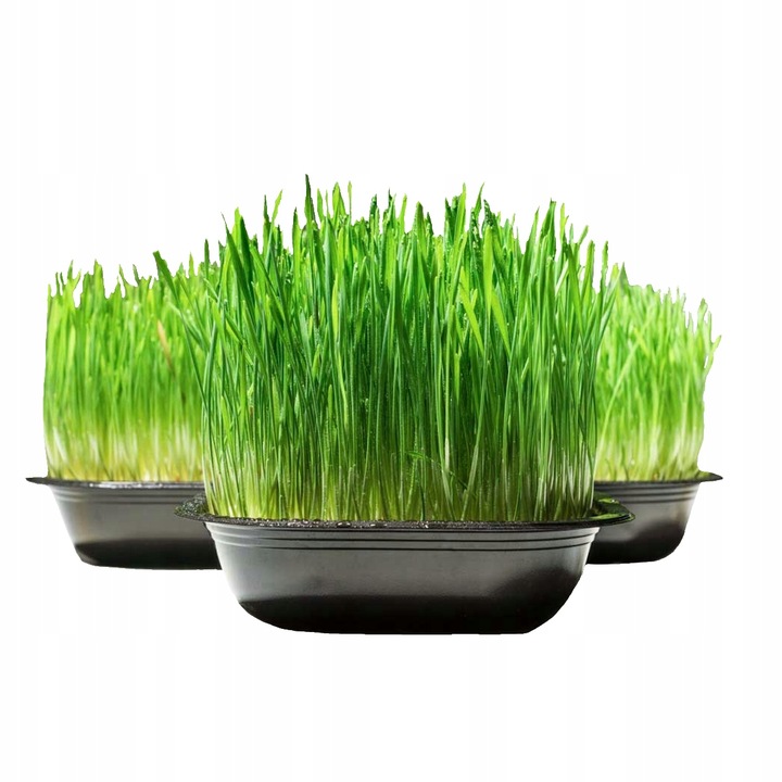 Ekologiczna trawa dla kotów koci przysmak trawka wyrośnięta świeża trawka