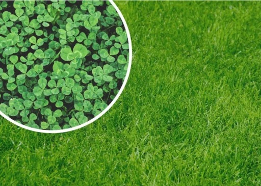 MIKROKONICZYNA drobnolistna KONICZYNA trawa nasiona 100 m² 0,5kg