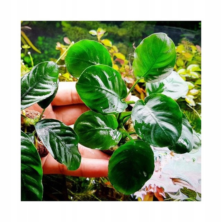 Anubias golden coin Koszyk Holandia Ø 5,5 cm