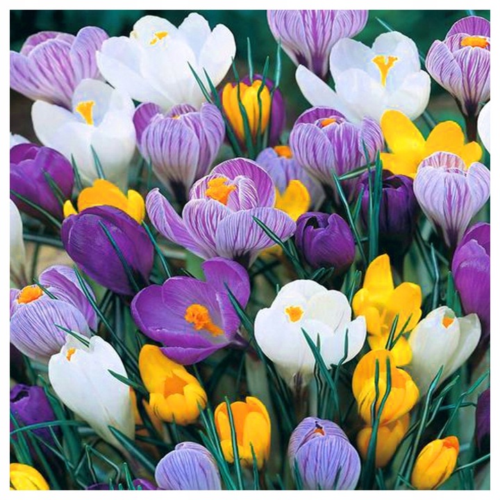 KROKUS cebulki MIX KOLORÓW łatwa uprawa do gruntu i donic 100 szt. +