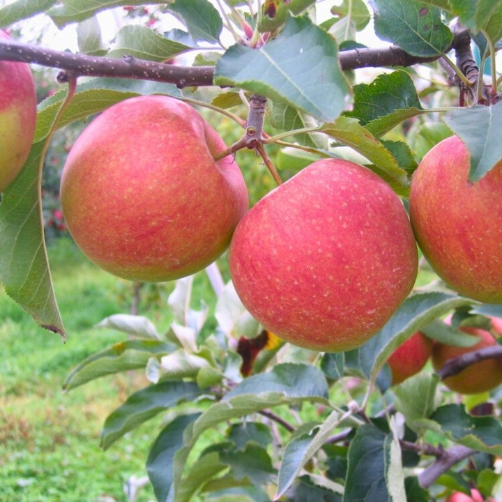 SADZONKI DRZEWKA OWOCOWE JABŁOŃ SZAMPION SŁODKA NAJLEPSZA I SOCZYSTA