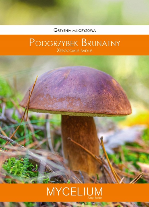 PODGRZYBEK BRUNATNY zagęszczona żywa grzybnia