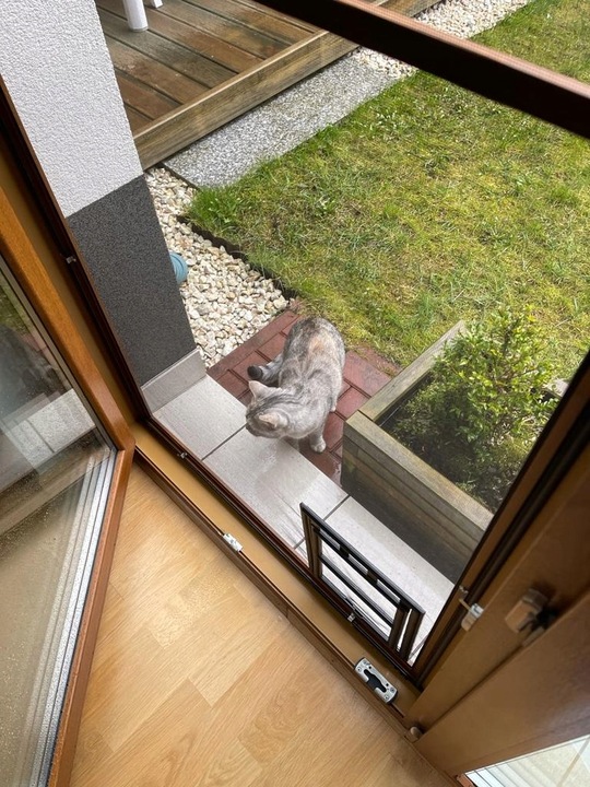 DRZWICZKI moskitiery dla kota i psa