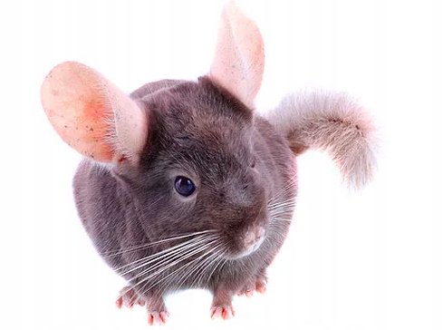 Piasek pył kąpielowy dla szynszyli fretki chomika płukany suchy atest 30KG