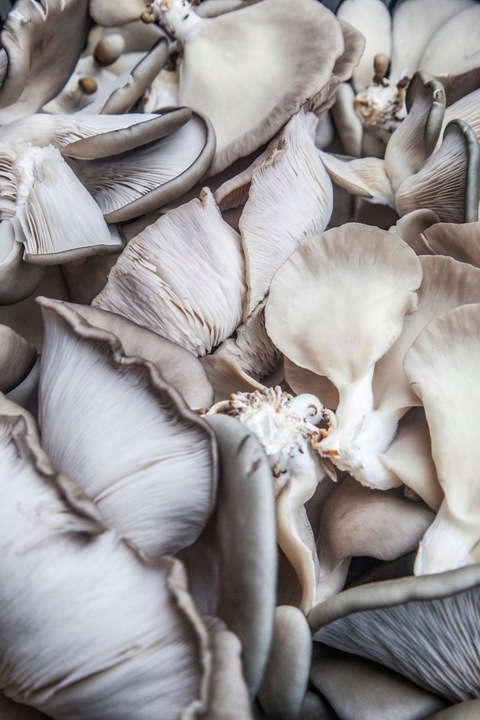 BOCZNIAK BOCZNIAKI BALOT uprawa w DOMU grzybnia