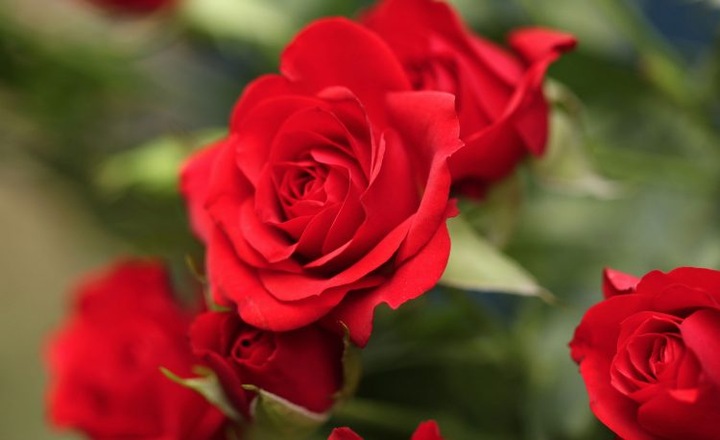 SUBSTRAL OCHRONA KWIATY 100ml OWADOBÓJCZY I GRZYBOBÓJCZY ZIEMIÓRKI