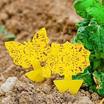 60x ŻÓŁTY LEP DO DONICZEK MOTYL na ziemiórki mszyce muszki owocówki