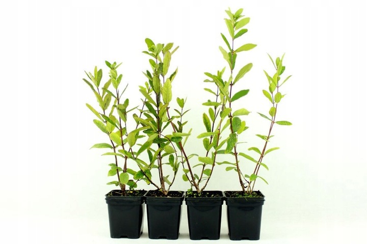 Szkółka Jagoda Kamczacka ZESTAW KANADYJSKICH odmian