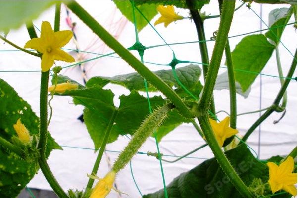 Siatka Podpora warzyw roślin pnących 2x10m 15x17cm AS-CN08151720010