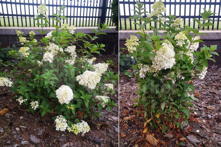 Podpora Obejma 20 szt Ring do Hortensji Roślin Kwiatów traw Obejmy Podpory