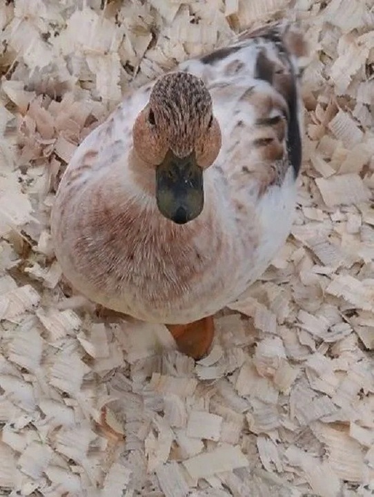 Bezpyłowe trociny ProBioBED Plus dla gryzoni jeży kur koni królika - 250 l