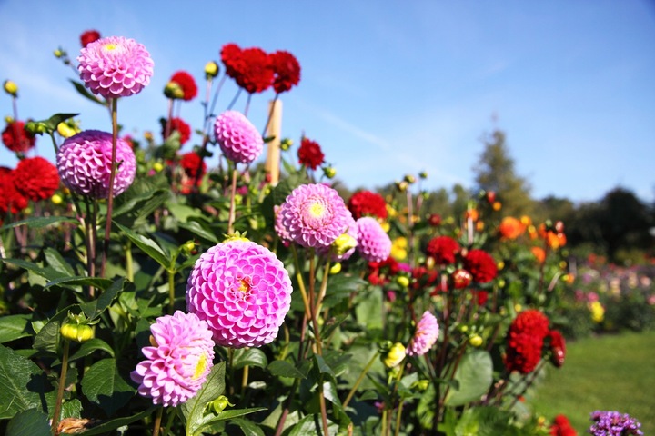 OBORNIK Granulowany Nawóz do Roślin Warzyw Jesienny Wiosenny 40L