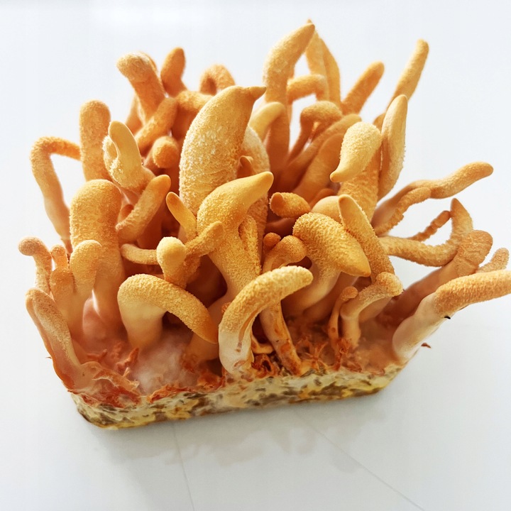 Maczużnik bojowy Cordyceps militaris substrat do uprawy grzybów