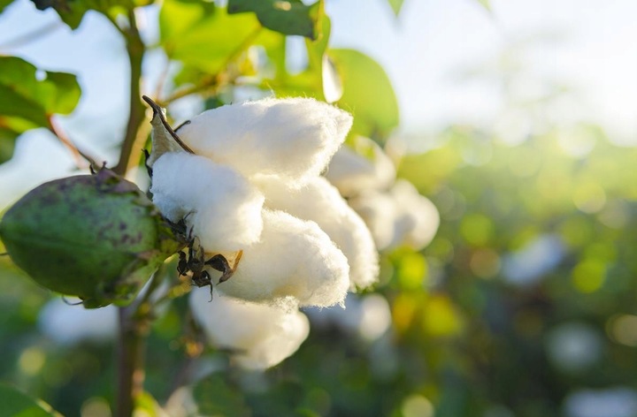 KOSZULKA DLA TATY DZIEŃ OJCA TAK WYGLĄDA NAJLEPSZY