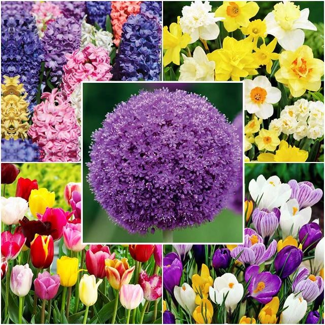 Jesienny zestaw ogrodowy Królik 24 szt.