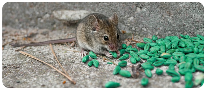ZATRUTE ZIARNO NA MYSZY I SZCZURY TRUTKA ZBOŻOWA STRONG BROMADIOLON 3