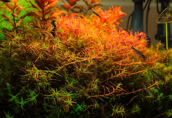 Rośliny do akwarium Rotala H'Ra PIĘKNA RARYTAS