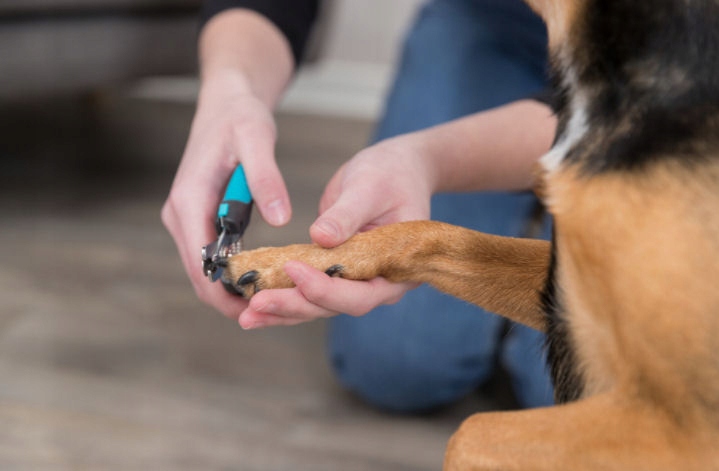 Obcinaczki Do Pazurów Psa Gilotynki Cęgi 12cm Trixie