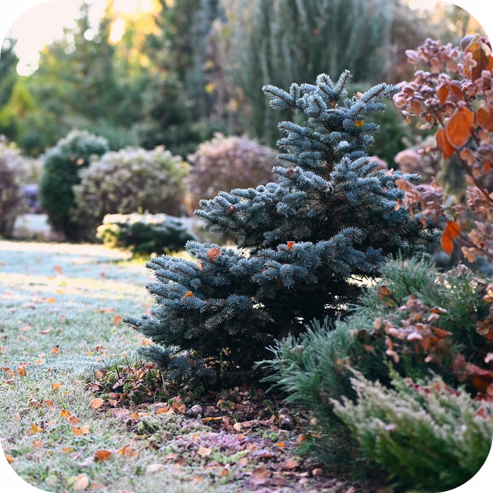 FLOROVIT NAWÓZ JESIENNY DO IGLAKÓW 4KG