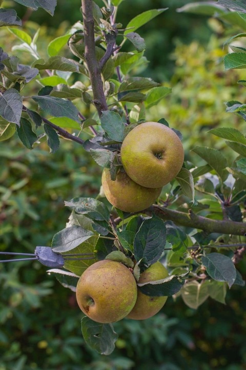 Jabłoń SZARA RENETA stara odmiana WYŚMIENITA na szarlotkę i przetwory