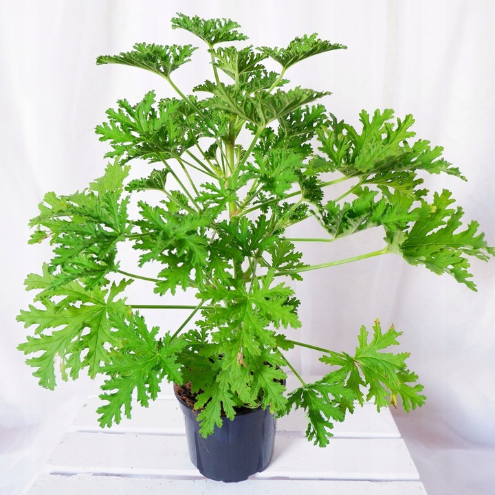 GERANIUM ANGINKA Pelargonium graveolens gęsta XL don.Ø13cm