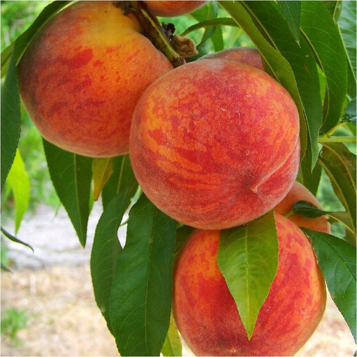 Brzoskwinia INKA największe owoce SAMOPYLNA słodka Sadzonka / Sadzonki