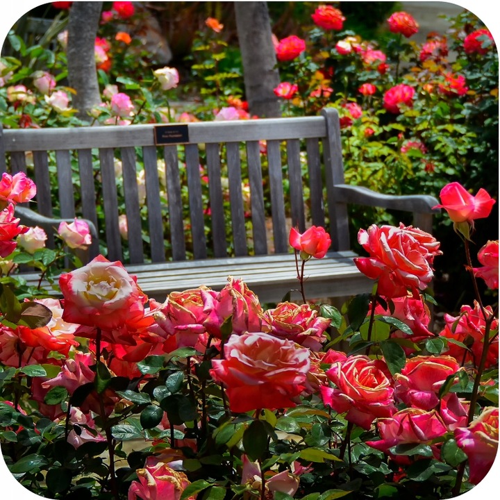 SUBSTRAL SAPROL OCHRONA TUI 100ml TUJE IGLAKI RÓŻ OZDOBNE GRZYBOBÓJCZY