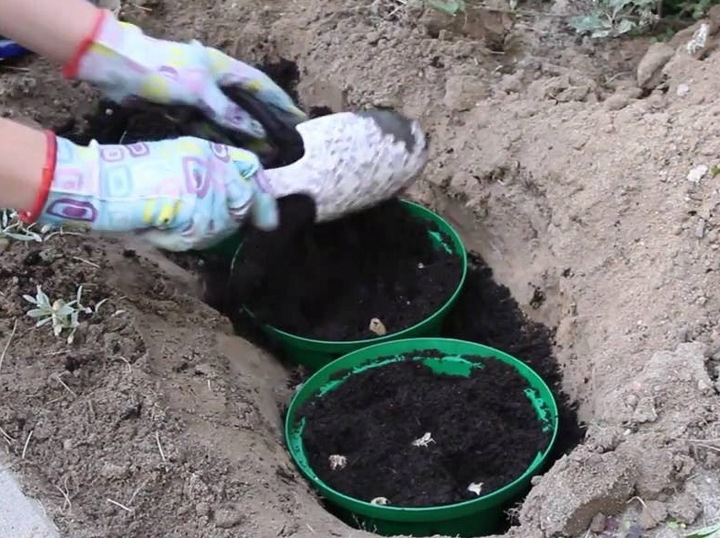 KOSZYK OSLONKA NA CEBULE cebulki do sadz 20c 10szt