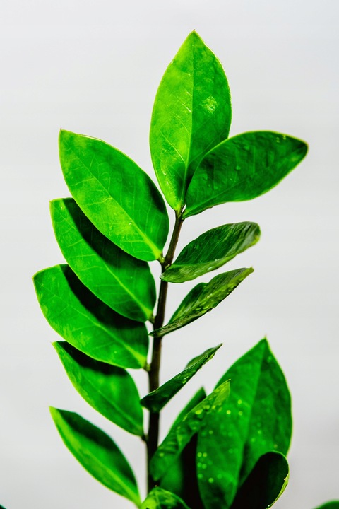 Zamiokulkas Zamiolistny ŻELAZNA ROŚLINA Zamia Ładna Duża Zdrowa