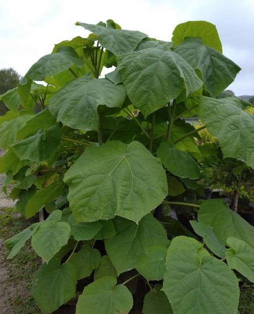 Paulownia ShanTong Drzewo tlenowe 100nasion+gratis
