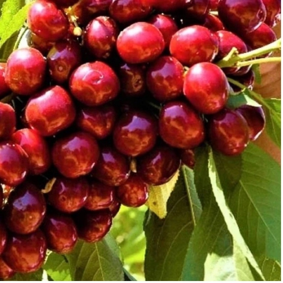 Czereśnia LAPINS owocuje każdego roku SAMOPYLNA