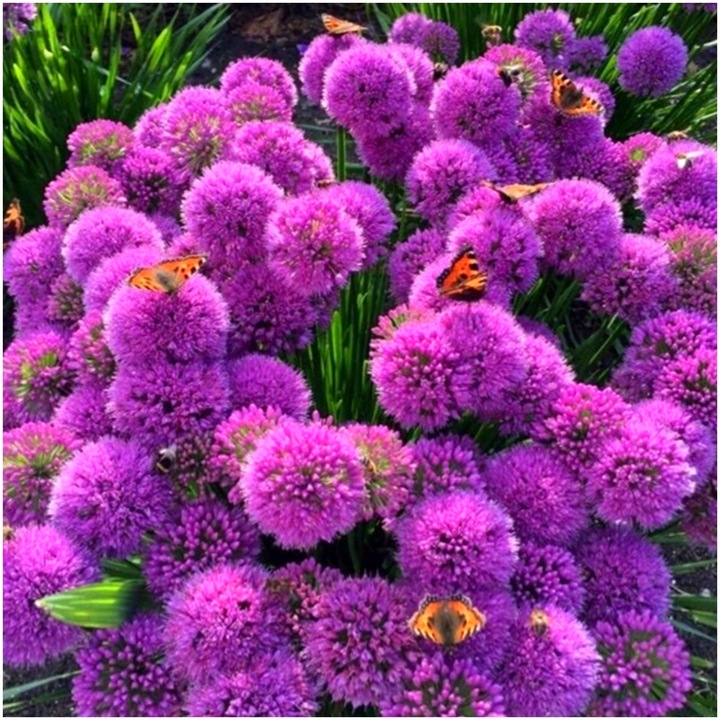 CZOSNEK ozdobny OLBRZYMI cebulki FIOLETOWY GLADIATOR 5 szt. + GRATIS