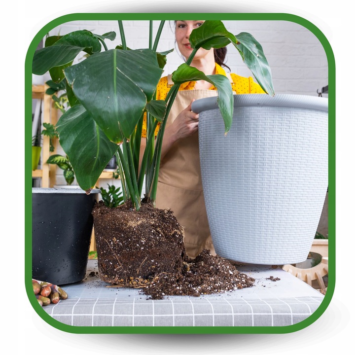 Ziemia do Strelicji i helikonii BIO Bigos Podłoże Premium 15L