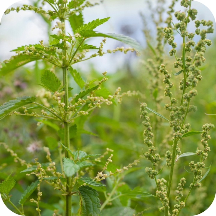 ROUNDUP 360 PLUS 5L RANDAP ŚRODEK NA CHWASTY PREPARAT NA CHWASTY