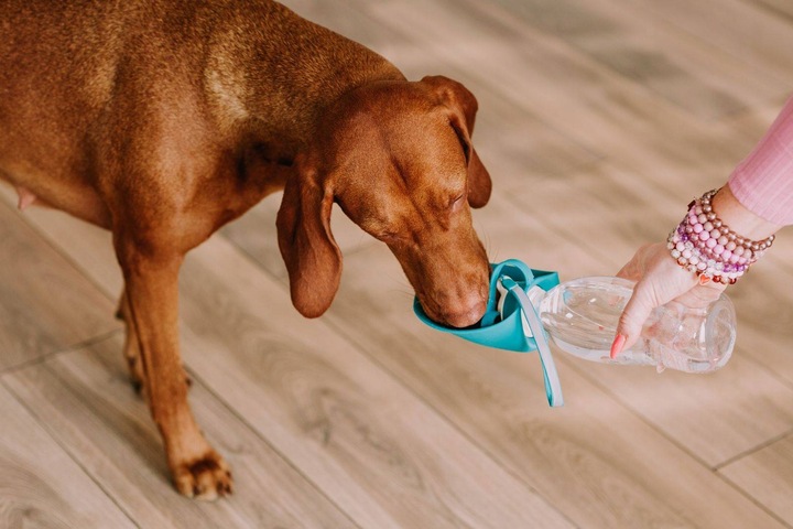 BUTELKA TURYSTYCZNA DLA PSA POIDŁO MISKA NA WODĘ PRZENOŚNA NA SPACER BIDON