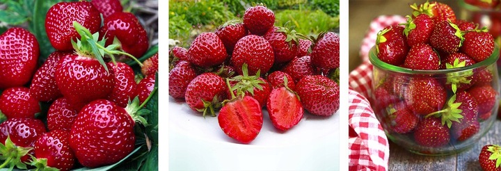 TRUSKAWKA HONEOYE BARDZO WCZESNA DESEROWA 10 SZT. SADZONKI TRUSKAWEK FRIGO