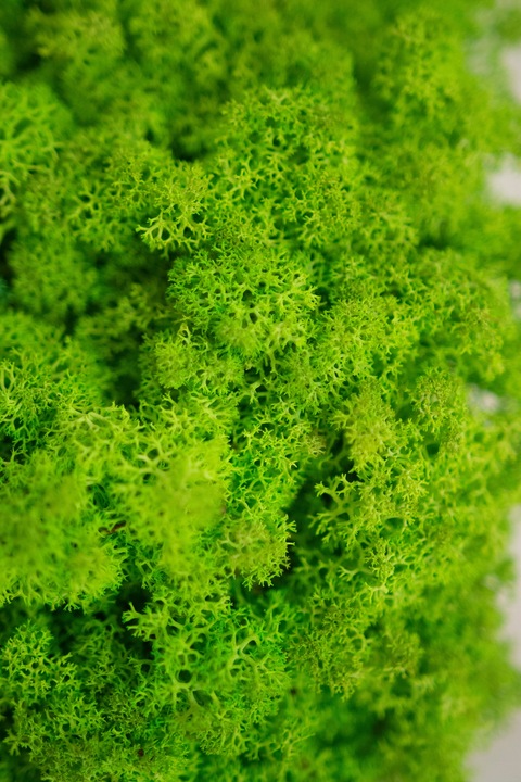 MECH + ODŻYWKA Chrobotek 500 0.5kg CZYSTY 3 KOLORY BOX + ODŻYWKA