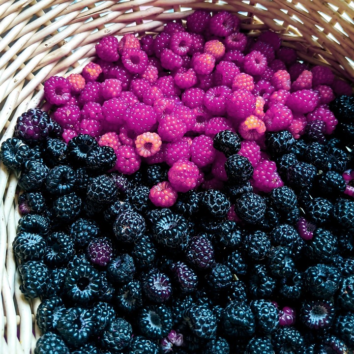 Malina FIOLETOWA , aromatyczne intensywne owocowanie, Soczyste owoce