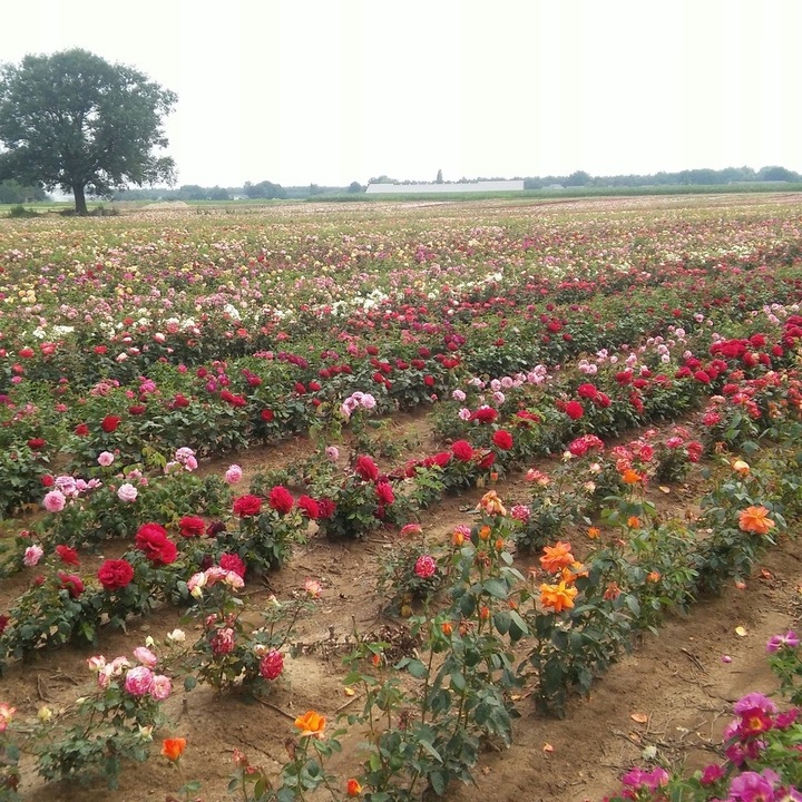 RÓŻA RÓŻE KOLOROWY PAKIET - 12 PACHNĄCYCH RÓŻ