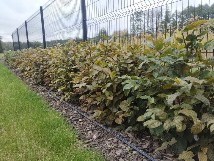 Grab pospolity sadzonki idealne do tworzenia żywopłotów 60-100cm