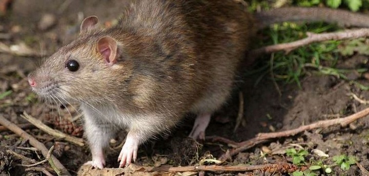 TOXAN PŁYN 3L MOCNA TRUTKA MYSZY SZCZURY BROMADIOLON SILNA TRUCIZNA