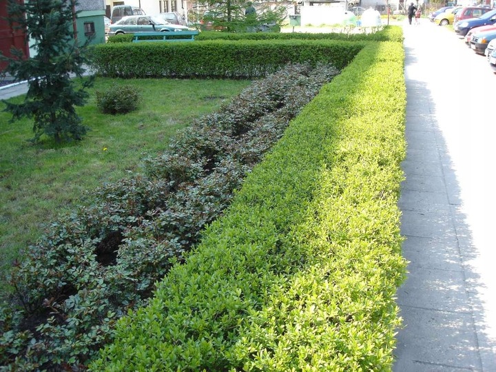 Ligustr pospolity - Liguster - Żywopłot -- 20-50cm --- 100szt.