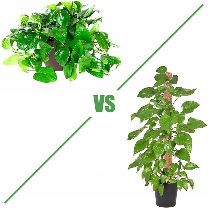 Podpora Palik Kokosowy 100cm (1M) Tyczka do Monstery Kwiatów Roślin