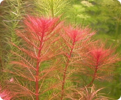 ZESTAW ROŚLIN ŁATWYCH W UPRAWIE NA TRZY PLANY DO AKWARIUM + GRATIS PĘSETA