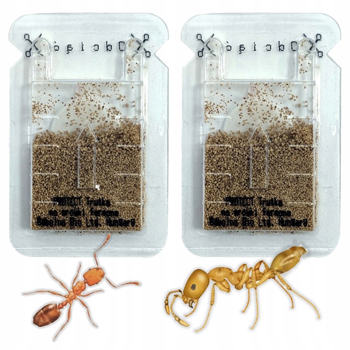 SILNY PROSZEK ŚRODEK PREPARAT TRUTKA NA MRÓWKI FARAONA PROTECT 3 SZT