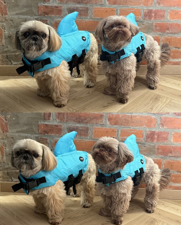 KAPOK KAMIZELKA RATUNKOWA DLA PSA do Wody Rekin S Ubranko do Pływania Fazoo