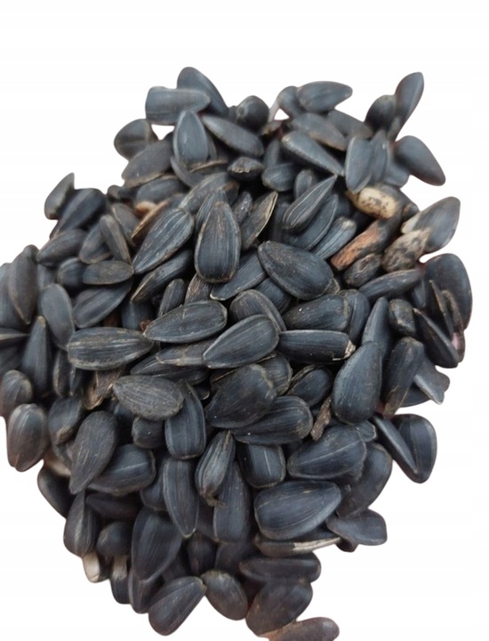 Słonecznik karma dla ptaków czarny 5 kg ziarno nasiona karmnik GRATIS KULA