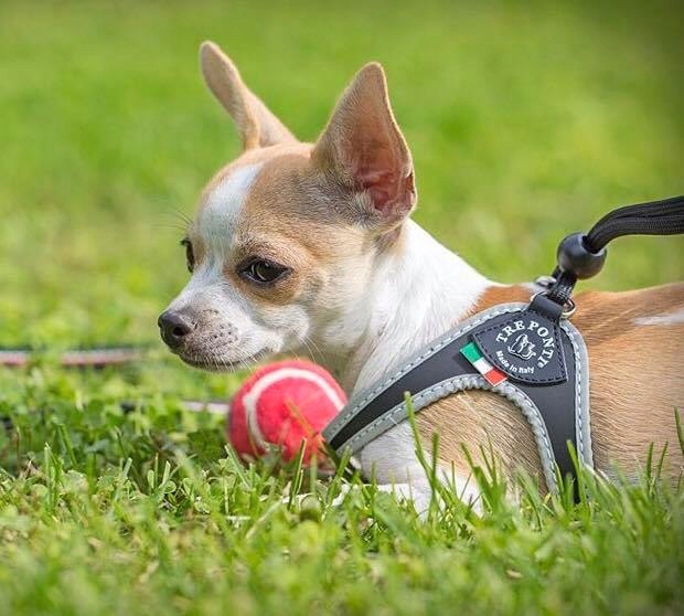 SZELKI dużego kota 38-48cm do 6kg Brytyjski TRE PONTI czarne Z ODBLASKAMI
